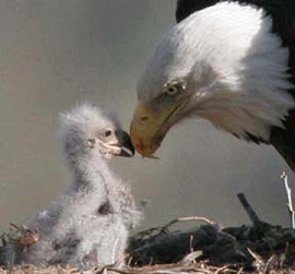 Adult and baby eagle