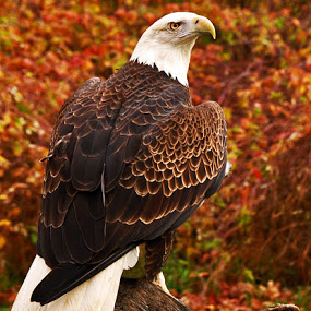eagle-in-autumn