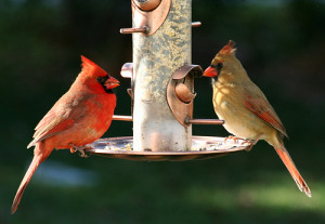 cardinals-at-feeder