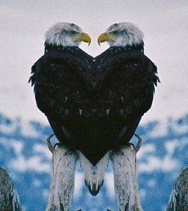 Eagles-in-Love
