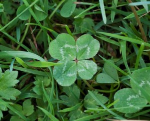 Four leaf clover resized