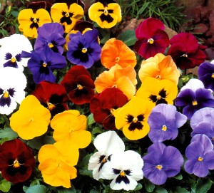 Pansies resized