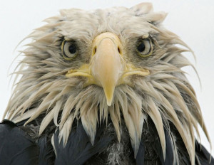 Wet bald eagle