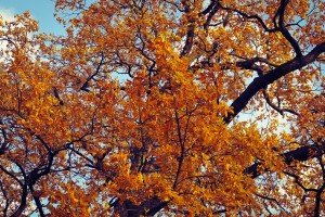 Oak in autumn