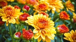 Orange mums