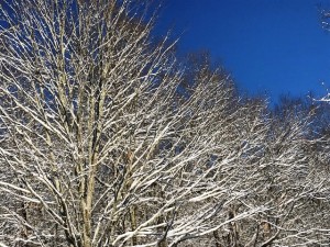 Snow on the tree