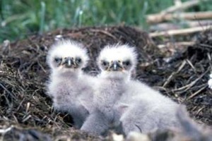 Baby eagles