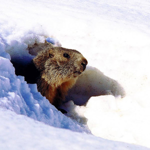Groundhog in snow