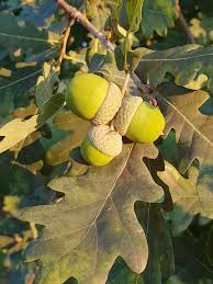 Acorns