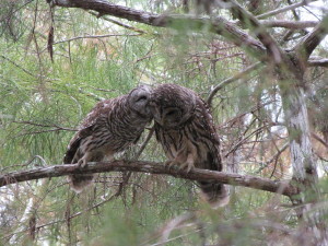 Barred Owls kissing