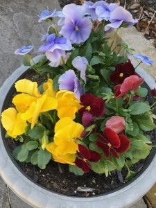 Pansies at home