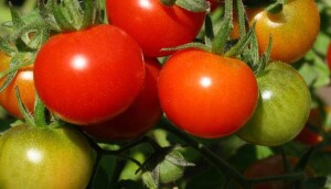 TastyTomatoes_Header